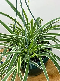 Air Purifying Spider Plant - Ideal for Home and Office-thumb1