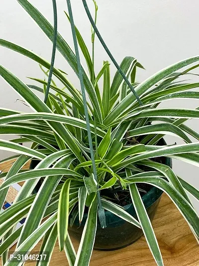 Air Purifying Spider Plant - Ideal for Home and Office-thumb2