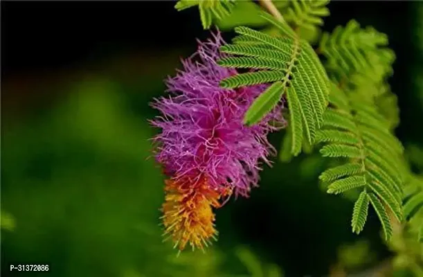 Prosopis Cineraria - Natures Gem-thumb0