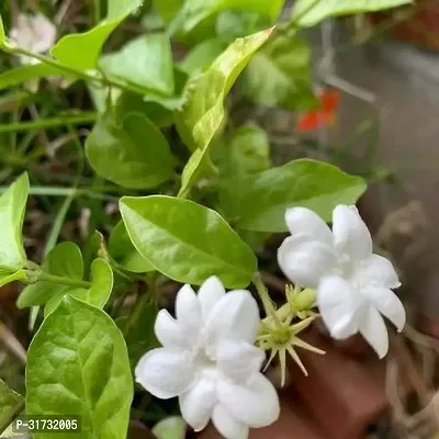 Fragrant Jasmine Plant - Ideal for Home Decor-thumb0