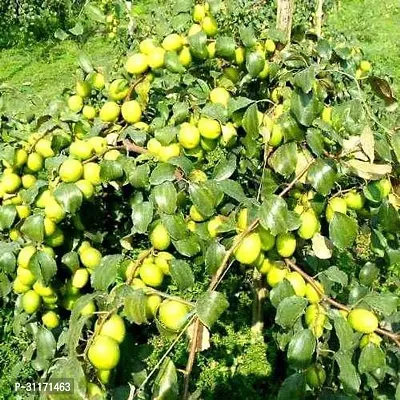 Aromatic Ber Apple Tree - Fragrant Blossoms-thumb0