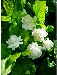 Live Jasmine Plant - Easy Care and Aromatic-thumb1