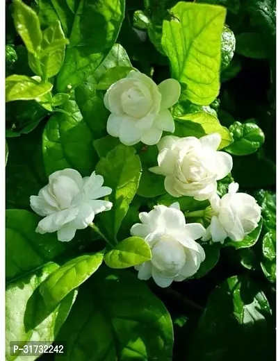 Live Jasmine Plant - Easy Care and Aromatic-thumb2