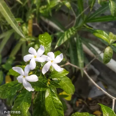 Jasmine Plant with Pot - Easy to Care For-thumb0