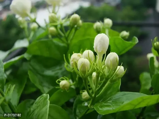 Indoor Jasmine Plant - Enhances Home Ambiance-thumb0