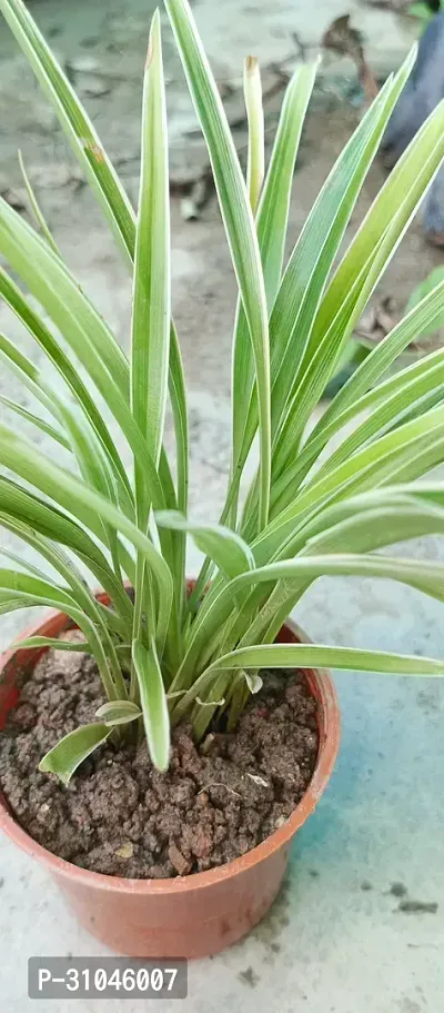 Chlorophytum comosum - Spider Plant in 4-Inch Pot-thumb2