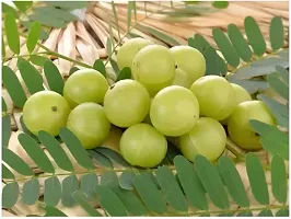 Hardy Amla Tree - Survives Harsh Winters-thumb1