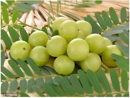 Hardy Amla Tree - Survives Harsh Winters-thumb2