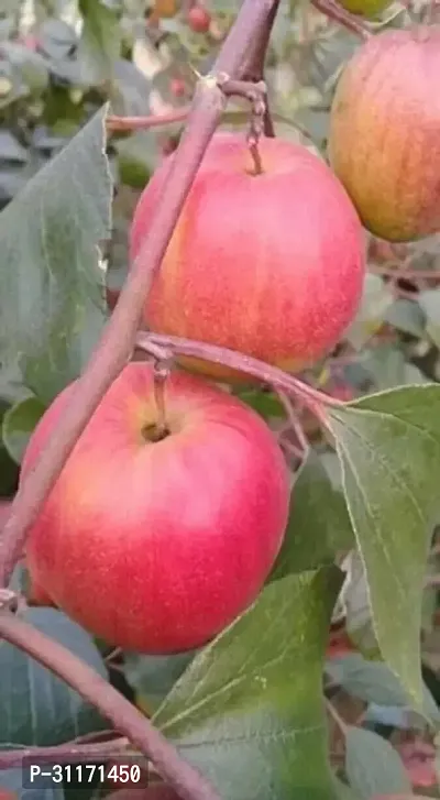 Exotic Ber Apple Plant - Unique Flavor-thumb0