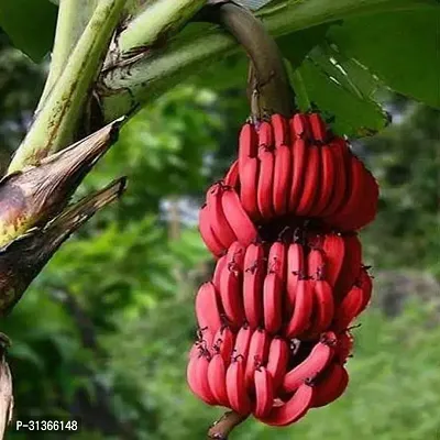 Fresh Live Banana Plant - Ready to Grow-thumb0