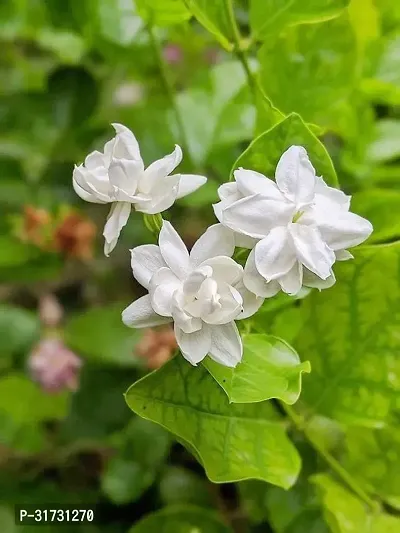 Jasmine Plant for Landscaping-thumb0