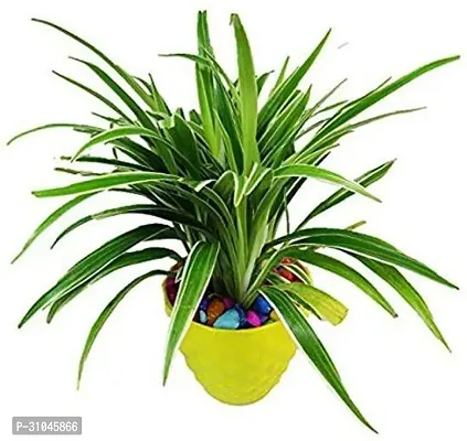 Spider Plant - Perfect Indoor Plant for Fresh Air-thumb0