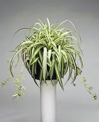 Air Purifying Spider Plant - Ideal for Home and Office-thumb1