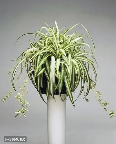 Air Purifying Spider Plant - Ideal for Home and Office-thumb2