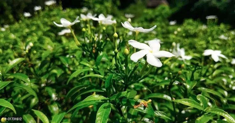 Jasmine Plant with Pot - Perfect for Gifting-thumb2