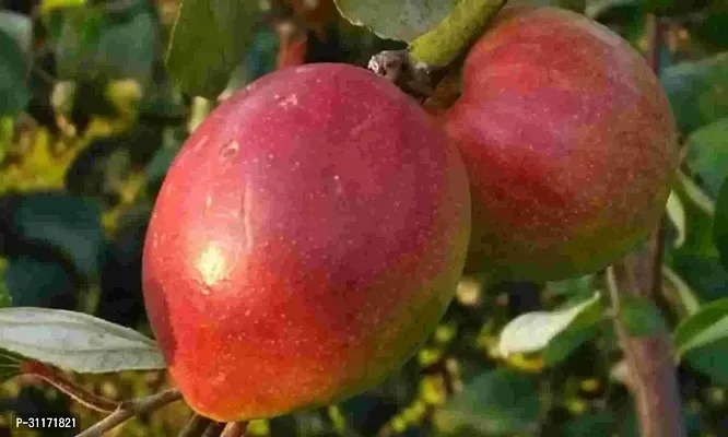 Early Maturing Ber Apple Tree-thumb0