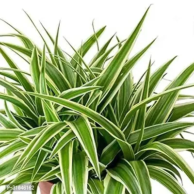 Spider Plant - Perfect Indoor Plant for Fresh Air