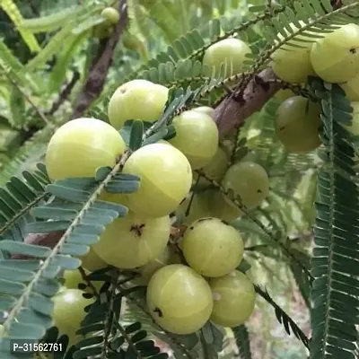 Grafted Amla Plant - High Yield Variety-thumb0