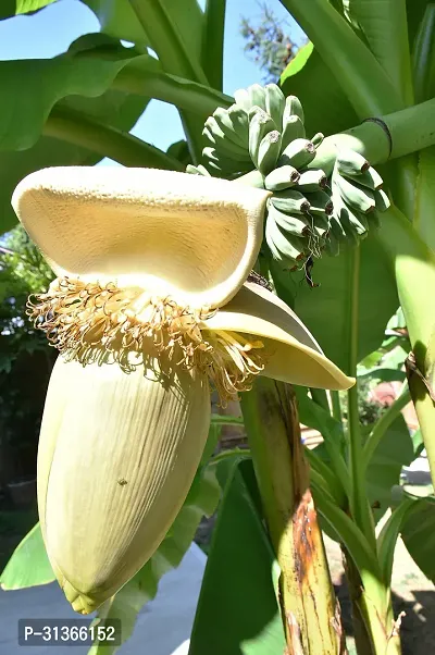 Dwarf Cavendish Banana Tree - Compact and Productive-thumb0