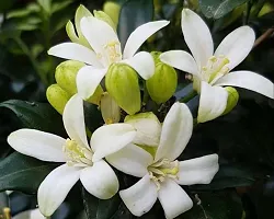 Low-Water Jasmine Plant for Conserving Resources-thumb1