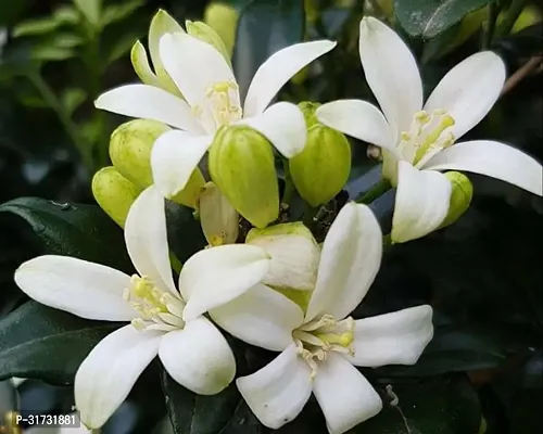 Low-Water Jasmine Plant for Conserving Resources-thumb2