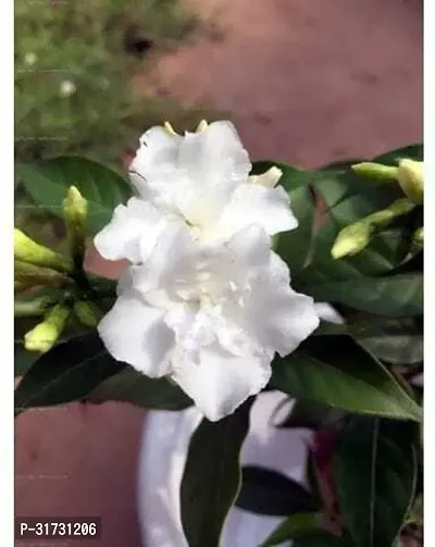 Live Jasmine Plant - Perfect for Any Space-thumb0