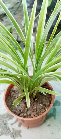 Chlorophytum comosum - Spider Plant in 4-Inch Pot-thumb2