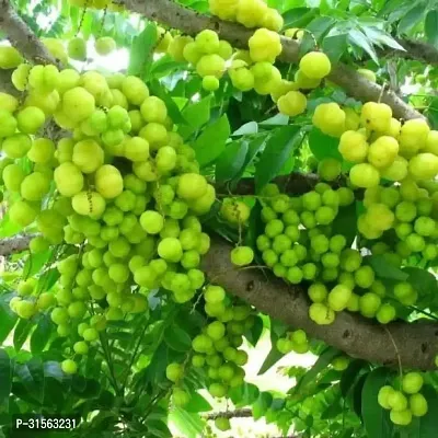 Miniature Amla Tree - Space-Saving Fruit-thumb2