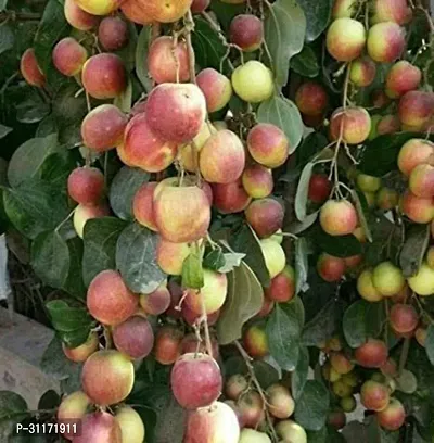 Ber Apple Plant - Easy to Grow-thumb0