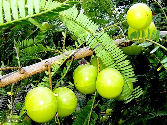 Amla Plant in Pot - Easy to Maintain-thumb0