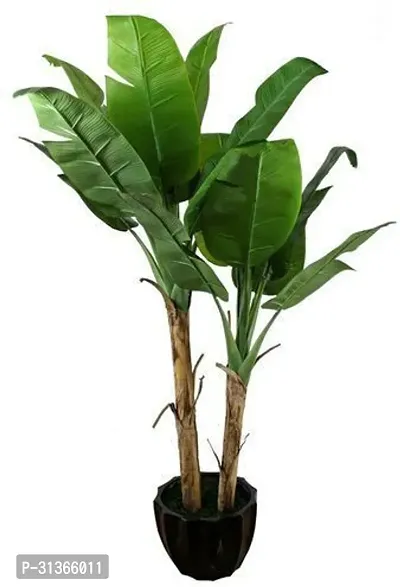 Organic Fruit-Bearing Banana Tree - Live Plant-thumb0