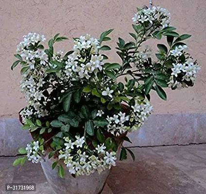 Potted Jasmine Plant - Perfect for Gift Giving-thumb0