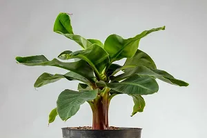 Super Dwarf Cavendish Banana Plant - Ideal for Pots-thumb2