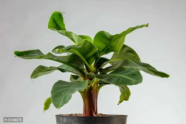 Super Dwarf Cavendish Banana Plant - Ideal for Pots-thumb3