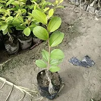 Premium Ber Apple Sapling - Fast Growing-thumb2