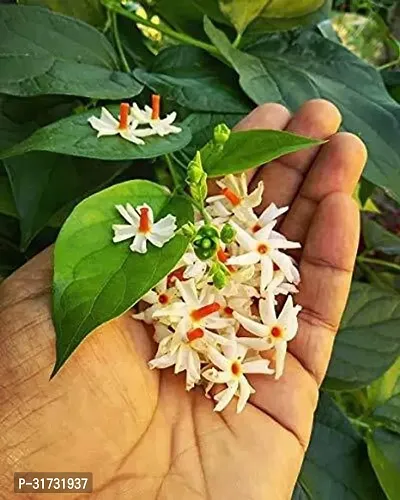 Jasmine Plant - Beautiful Blooms and Fresh Aroma-thumb2