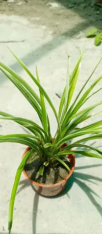 Chlorophytum comosum - Spider Plant in 4-Inch Pot-thumb2