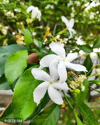 Fragrant Jasmine Plant in Modern Planter-thumb0