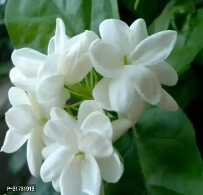 Fragrant Jasmine Plant - Ideal for Meditation and Relaxation-thumb0