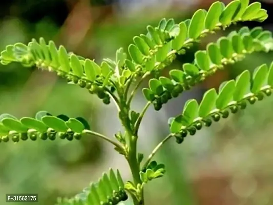 Dwarf Amla Plant - Perfect for Home Gardens-thumb0