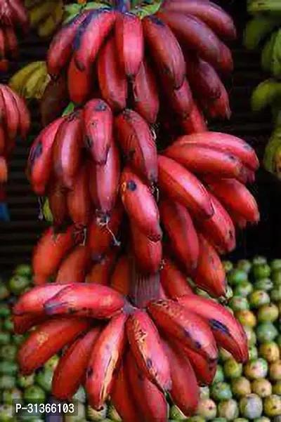 Rare Red Dacca Banana Plant - Exotic and Beautiful-thumb0