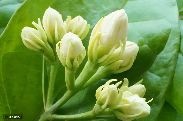 Healthy Jasmine Plant - Perfect for Any Room-thumb0