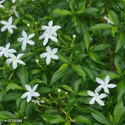 Jasmine Plant for Home and Garden - Aromatic and Beautiful-thumb0