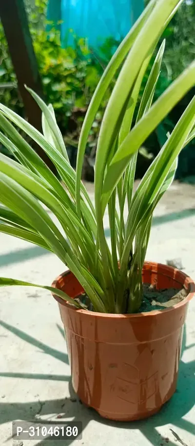 Air Purifying Spider Plant - Ideal for Home and Office-thumb4