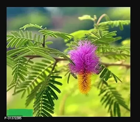 Prosopis Cineraria with Organic Soil-thumb0