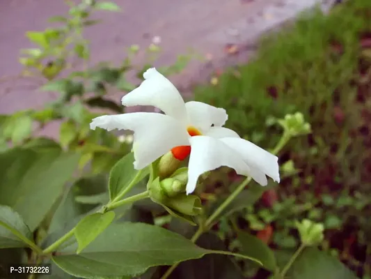 Fragrant Jasmine Plant - Perfect for Meditation-thumb0