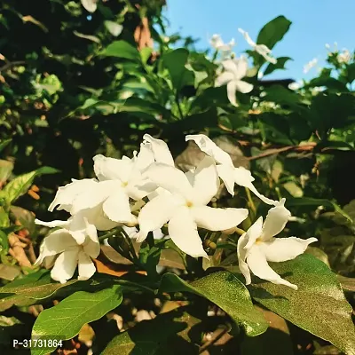 Easy-to-Grow Jasmine Plant with Flowers-thumb0