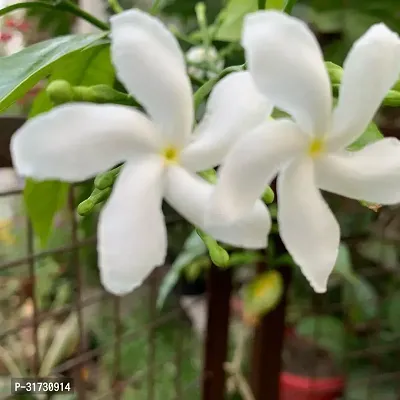 Indoor Jasmine Plant - Perfect for Window Sills and Desks-thumb0