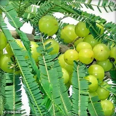 Perennial Amla Plant - Yearly Harvests-thumb0