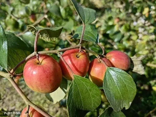 Ber Apple Plant - Homegrown Delight-thumb0